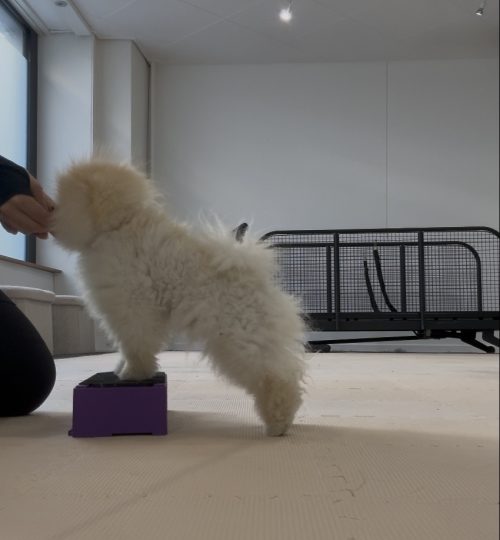 entrainement exposition