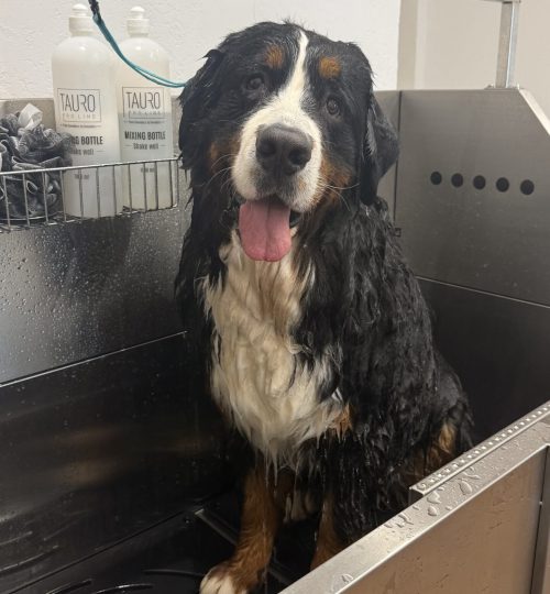 bouvier bernois toilettage