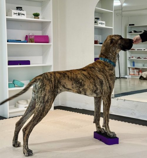 dogue allemand puppy